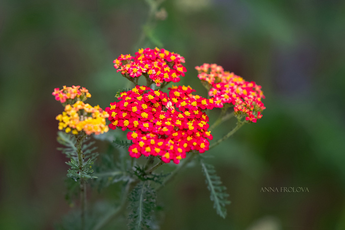 Прогулка среди цветов: фоторепортаж из дендрологического сада в Переславле-Залесском