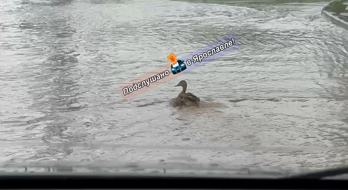 Ярославль ушёл под воду: городской потоп в фотографиях и мемах
