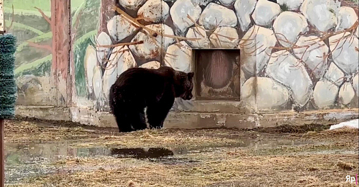 С добрым утром: в Ярославском зоопарке проснулись мишки