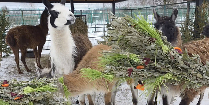 Съедобные букеты и море обаяния: как лемур Ляля и ламы встречали весну в Ярославском зоопарке