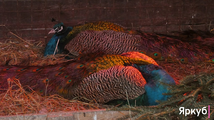Ледяные забавы в Ярославском зоопарке: морозный фоторепортаж