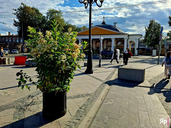 Улицу Депутатскую в Ярославле заполняют мобильным озеленением