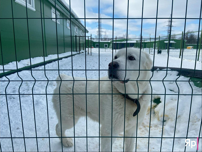 Ярославская благотворительная организация «Верность» не оставляет в беде: как команда спасает сотни животных