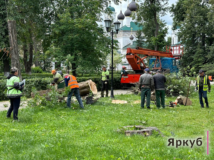 В Демидовском сквере в Ярославле срубили десятки деревьев