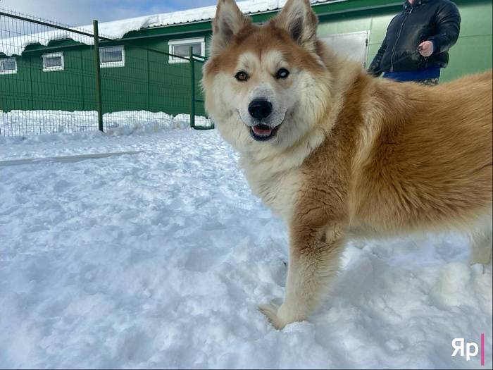 Ярославская благотворительная организация «Верность» не оставляет в беде: как команда спасает сотни животных