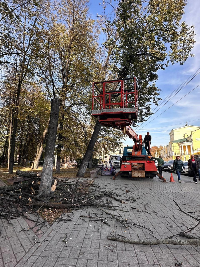 В центре Ярославля спиливают сухие деревья