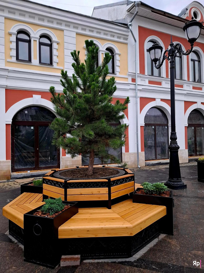 На улице Андропова в Ярославле «высадили» хвойные