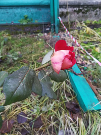 Розы не сдаются: ярославцы делятся фотографиями растений, которые цветут в декабре