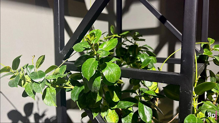 Оранжерея иллюзий: в Ярославле проходит выставка «Иллюзия/реальность»