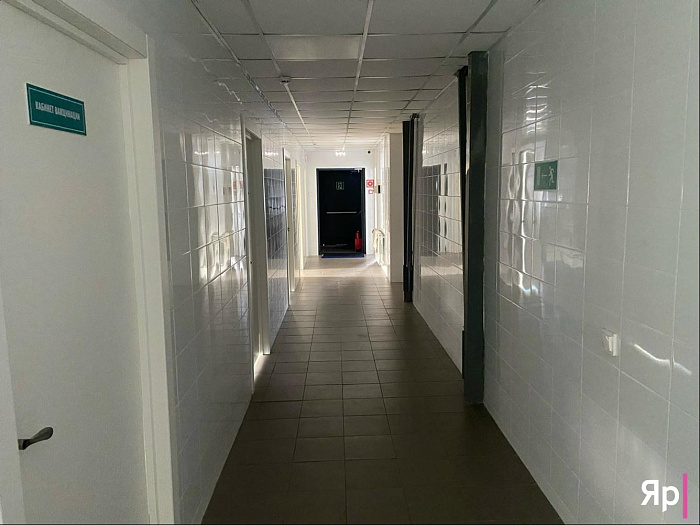 Ярославская благотворительная организация «Верность» не оставляет в беде: как команда спасает сотни животных