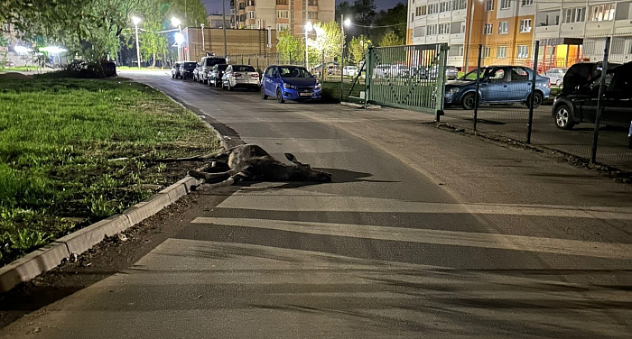 Бегают наперегонки с автомобилями: в Ярославле лоси все чаще стали выходить к людям