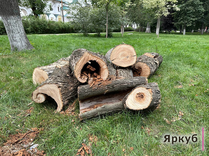 В Демидовском сквере в Ярославле срубили десятки деревьев