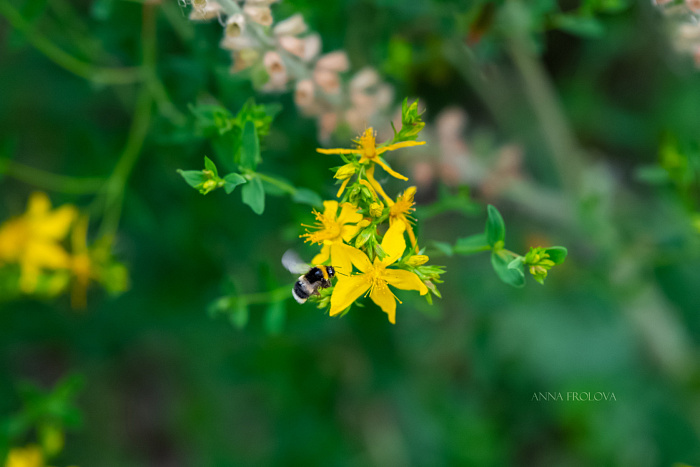 Прогулка среди цветов: фоторепортаж из дендрологического сада в Переславле-Залесском