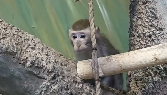 Быть настолько милыми вообще законно? Как проводят дни обитатели ярославского зоопарка