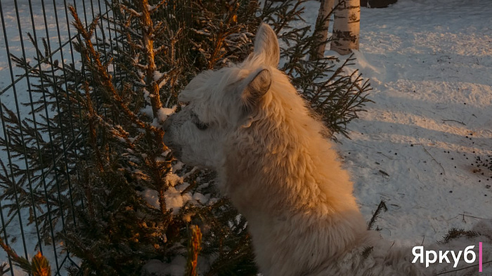 Ледяные забавы в Ярославском зоопарке: морозный фоторепортаж
