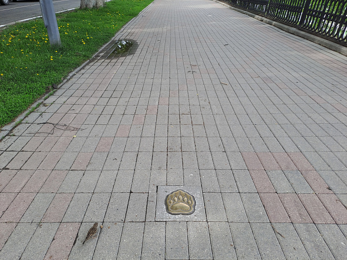 В центре Ярославля обнаружили медвежьи следы
