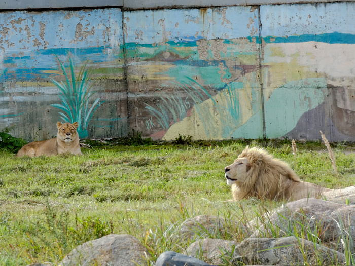 Было ужасное детство в цирке: в Ярославском зоопарке поселился белый лев