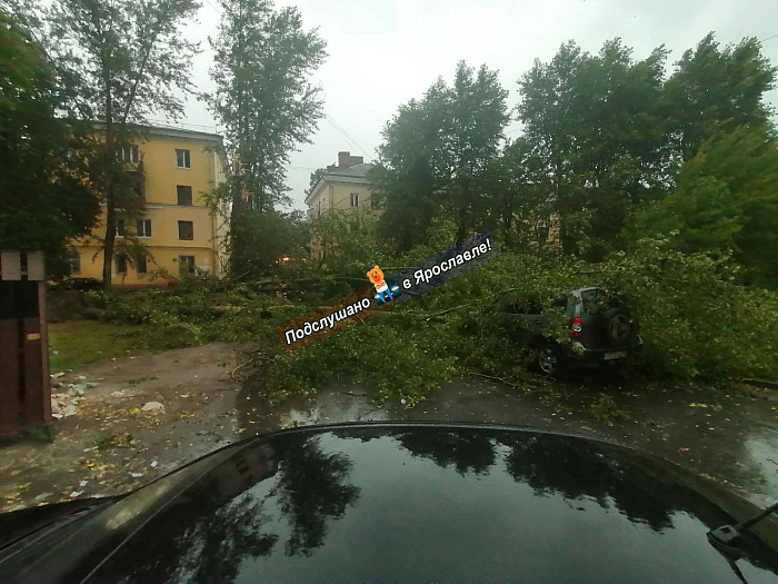 Деревья8.jpg