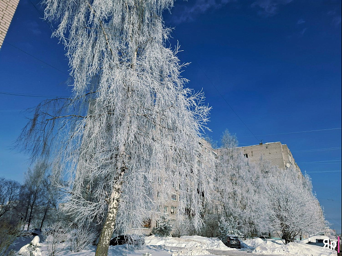 А это законно? Такая красота в Ярославской области — и без охраны!