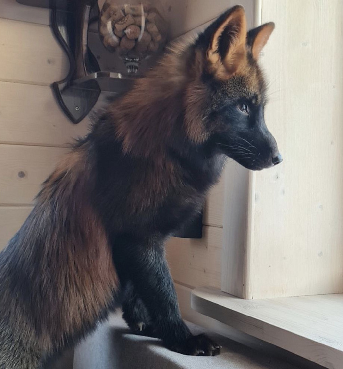 «Он встречал хозяйку у сетки вольера»: в Ярославле ищут пропавшего ручного лисёнка Фоксика