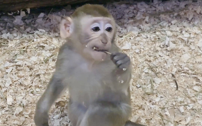 Быть настолько милыми вообще законно? Как проводят дни обитатели ярославского зоопарка