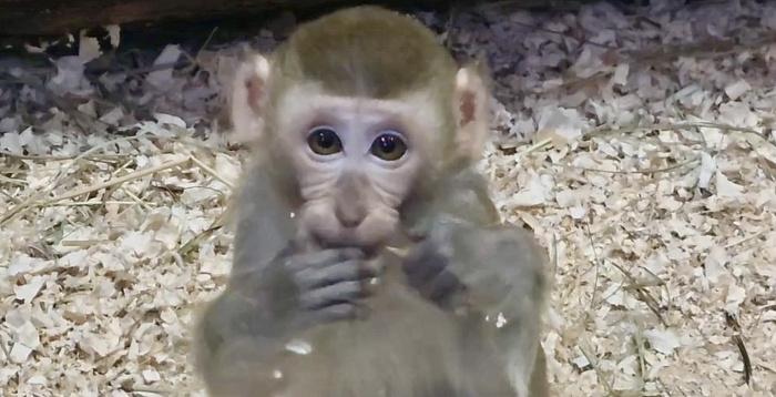 Быть настолько милыми вообще законно? Как проводят дни обитатели ярославского зоопарка