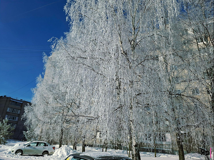 А это законно? Такая красота в Ярославской области — и без охраны!