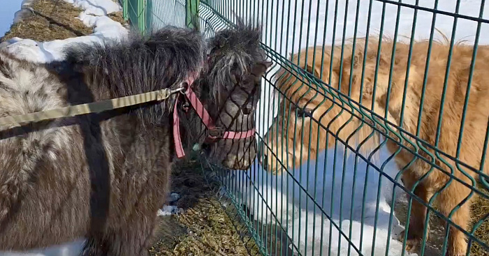 Быть настолько милыми вообще законно? Как проводят дни обитатели ярославского зоопарка