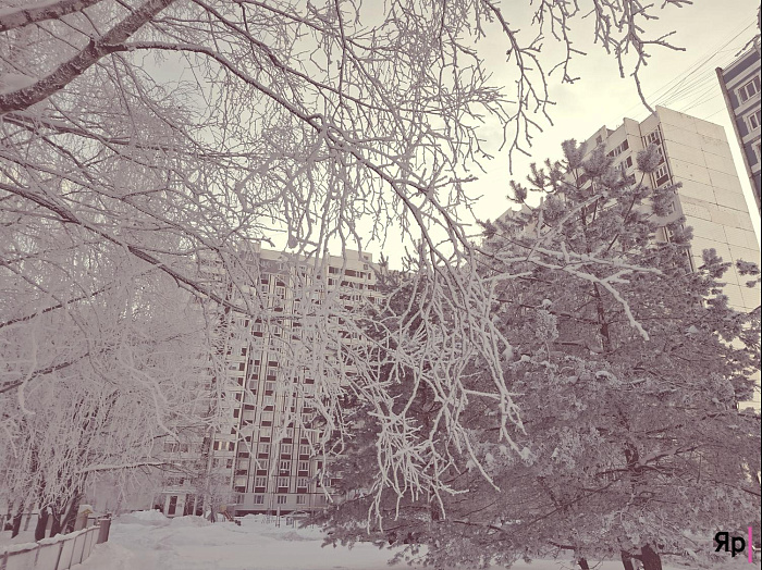 А это законно? Такая красота в Ярославской области — и без охраны!