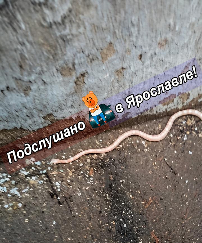 «Испытание для города»: потоп в Ярославле обернулся потерей тапочек и плавающим контейнером