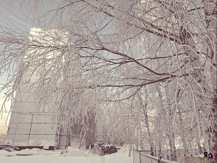 А это законно? Такая красота в Ярославской области — и без охраны!