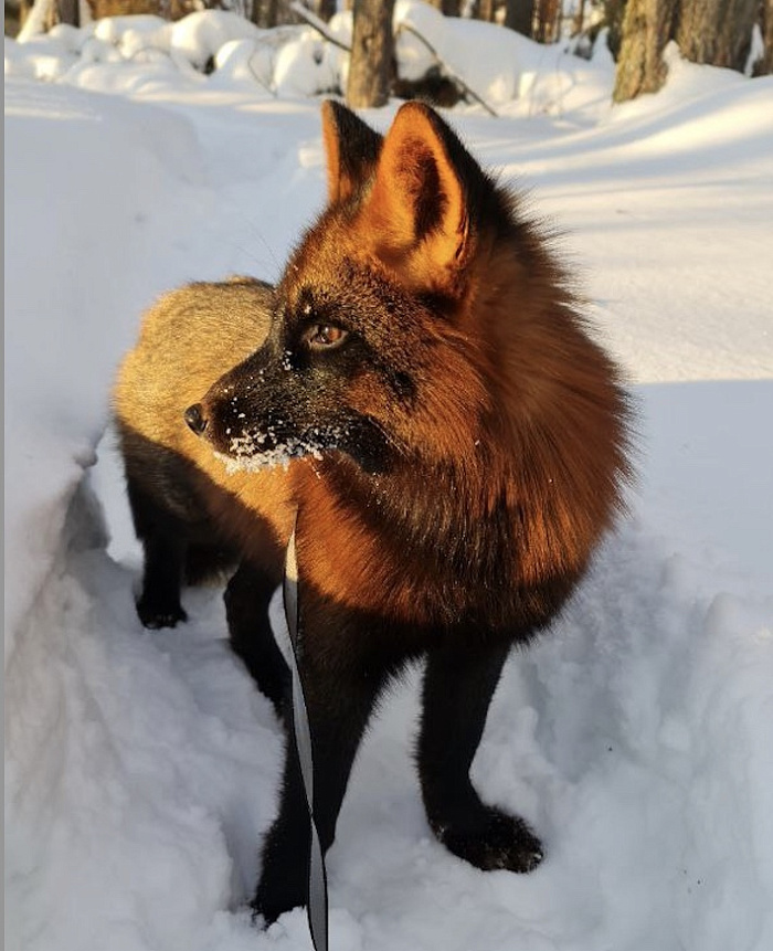 «Он встречал хозяйку у сетки вольера»: в Ярославле ищут пропавшего ручного лисёнка Фоксика