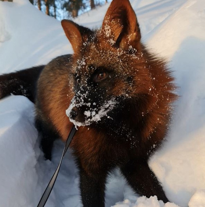 «Он встречал хозяйку у сетки вольера»: в Ярославле ищут пропавшего ручного лисёнка Фоксика